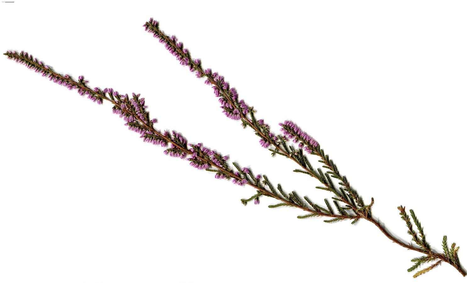 Calluna vulgaris (Ericaceae)
